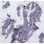 Immunohistochemistry - Anti-KPNA3 Antibody (A83999) - Antibodies.com