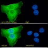 Immunofluorescence - Anti-KPNA3 Antibody (A83999) - Antibodies.com