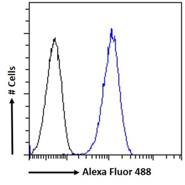 Flow Cytometry - Anti-KPNA3 Antibody (A83999) - Antibodies.com