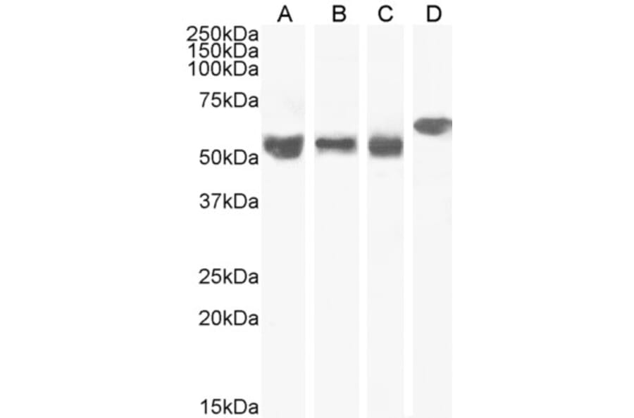 Western Blot - Anti-KPNA4 Antibody (A84001) - Antibodies.com