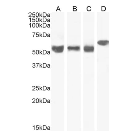 Western Blot - Anti-KPNA4 Antibody (A84001) - Antibodies.com