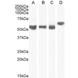 Western Blot - Anti-KPNA4 Antibody (A84001) - Antibodies.com