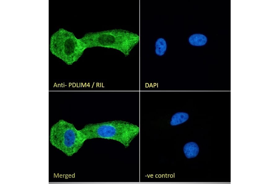 Immunofluorescence - Anti-RIL Antibody (A84002) - Antibodies.com