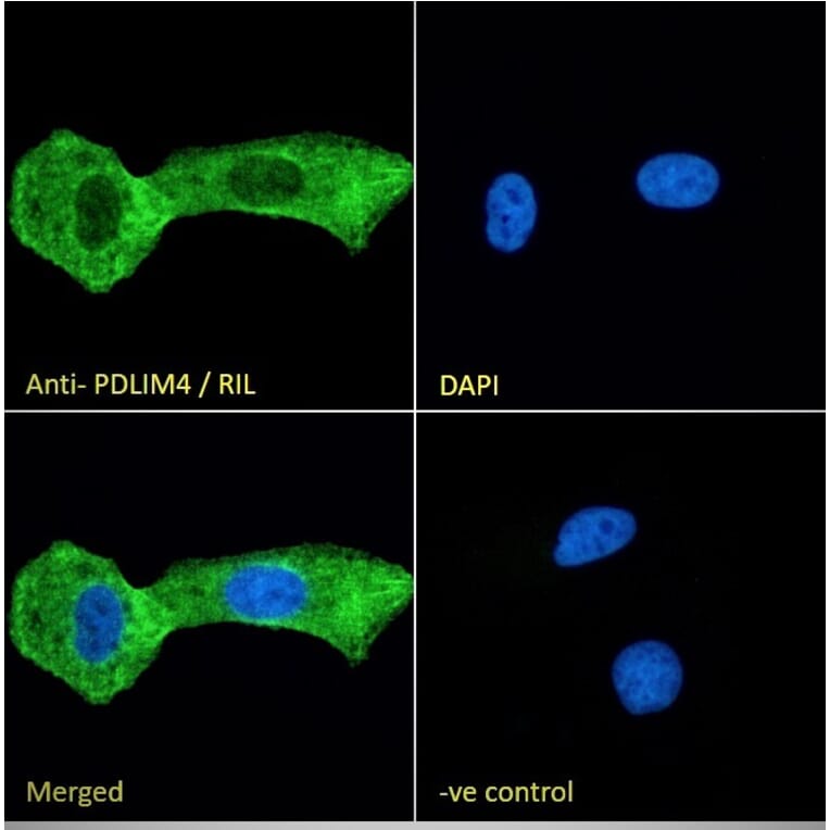 Immunofluorescence - Anti-RIL Antibody (A84002) - Antibodies.com