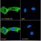 Immunofluorescence - Anti-RIL Antibody (A84002) - Antibodies.com