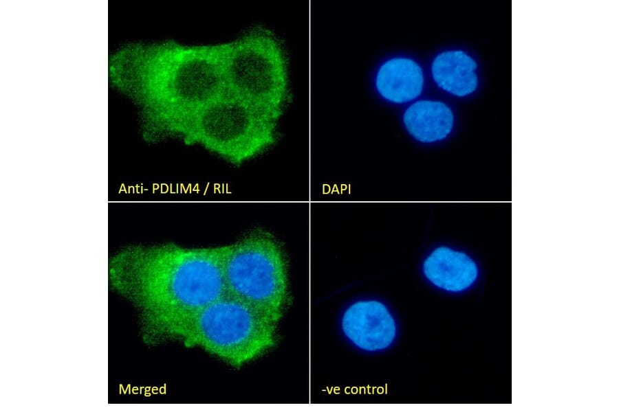 Immunofluorescence - Anti-RIL Antibody (A84002) - Antibodies.com