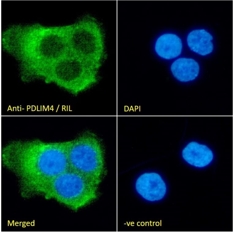 Immunofluorescence - Anti-RIL Antibody (A84002) - Antibodies.com