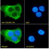 Immunofluorescence - Anti-RIL Antibody (A84002) - Antibodies.com