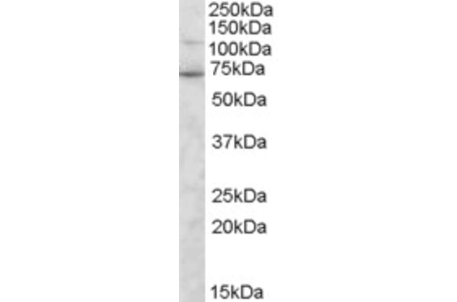 Western Blot - Anti-Syntrophin gamma 2 Antibody (A84003) - Antibodies.com