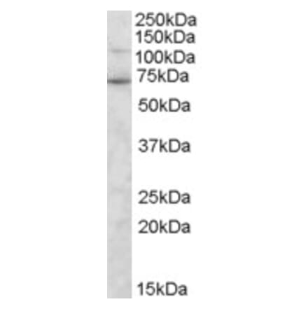 Western Blot - Anti-Syntrophin gamma 2 Antibody (A84003) - Antibodies.com