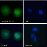 Immunofluorescence - Anti-STK35 Antibody (A84004) - Antibodies.com