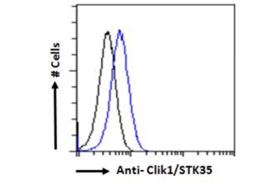 Flow Cytometry - Anti-STK35 Antibody (A84004) - Antibodies.com