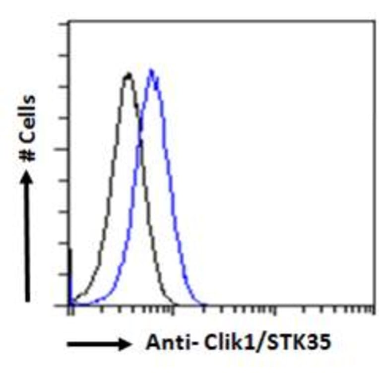 Flow Cytometry - Anti-STK35 Antibody (A84004) - Antibodies.com