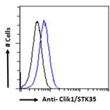 Flow Cytometry - Anti-STK35 Antibody (A84004) - Antibodies.com