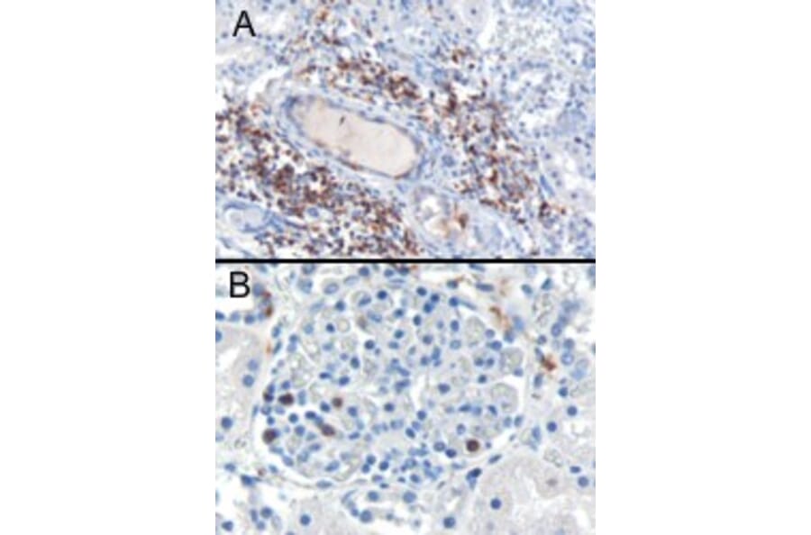 Immunohistochemistry - Anti-SH3BP1 Antibody (A84005) - Antibodies.com