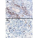 Immunohistochemistry - Anti-SH3BP1 Antibody (A84005) - Antibodies.com