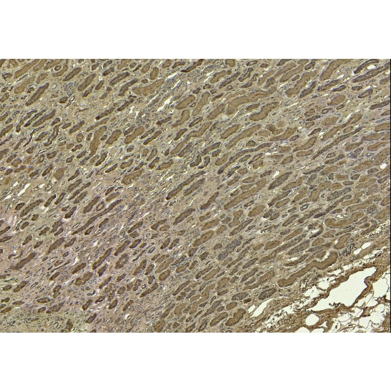 Immunohistochemistry - Anti-SIRT4 Antibody (A84006) - Antibodies.com