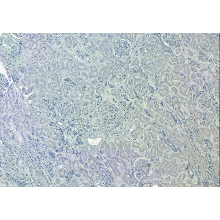 Immunohistochemistry - Anti-SIRT4 Antibody (A84006) - Antibodies.com