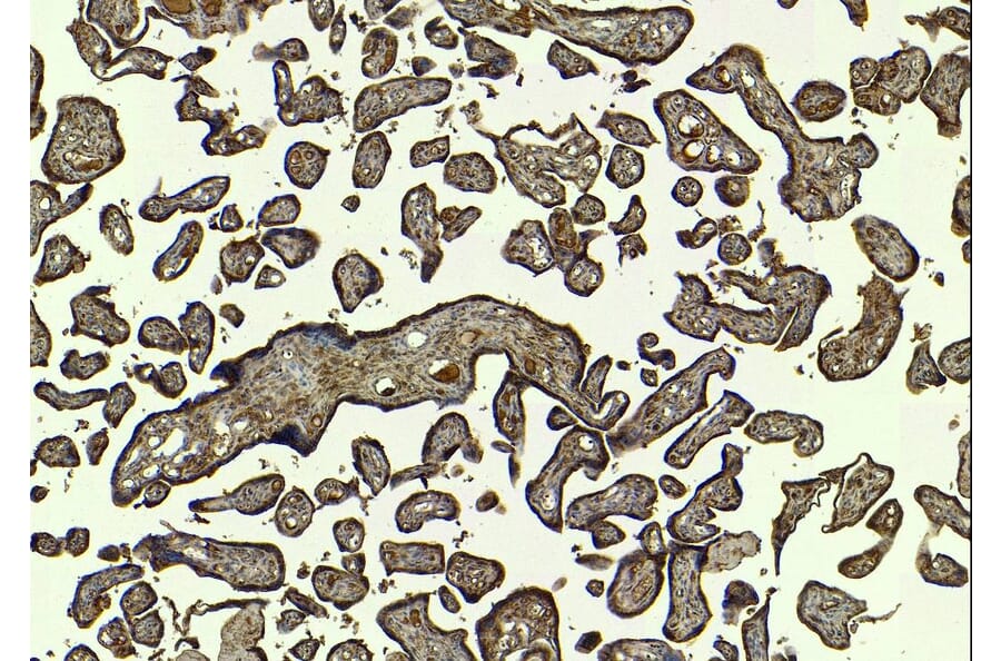 Immunohistochemistry - Anti-SIRT4 Antibody (A84006) - Antibodies.com