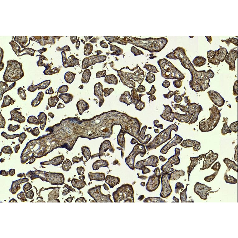 Immunohistochemistry - Anti-SIRT4 Antibody (A84006) - Antibodies.com