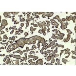 Immunohistochemistry - Anti-SIRT4 Antibody (A84006) - Antibodies.com