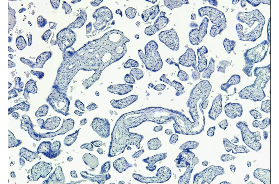 Immunohistochemistry - Anti-SIRT4 Antibody (A84006) - Antibodies.com