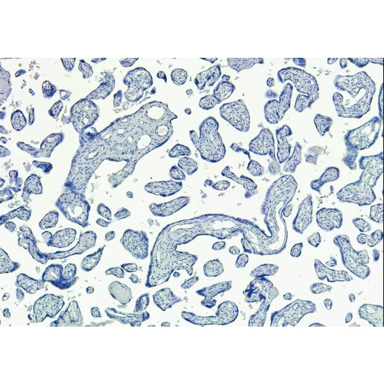 Immunohistochemistry - Anti-SIRT4 Antibody (A84006) - Antibodies.com