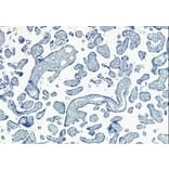 Immunohistochemistry - Anti-SIRT4 Antibody (A84006) - Antibodies.com