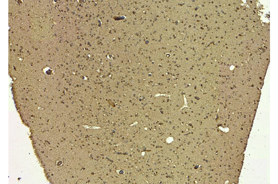 Immunohistochemistry - Anti-SIRT4 Antibody (A84006) - Antibodies.com