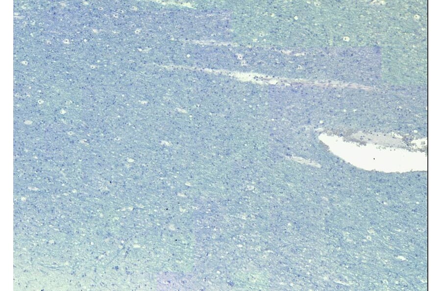 Immunohistochemistry - Anti-SIRT4 Antibody (A84006) - Antibodies.com