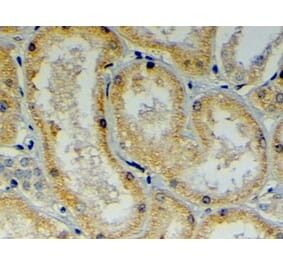 Immunohistochemistry - Anti-DNAJB9 Antibody (A84007) - Antibodies.com