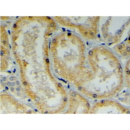 Immunohistochemistry - Anti-DNAJB9 Antibody (A84007) - Antibodies.com