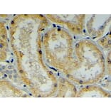 Immunohistochemistry - Anti-DNAJB9 Antibody (A84007) - Antibodies.com