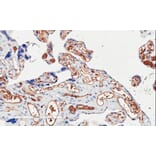 Immunohistochemistry - Anti-PI 3 Kinase Class 2A/Cpk Antibody (A84009) - Antibodies.com