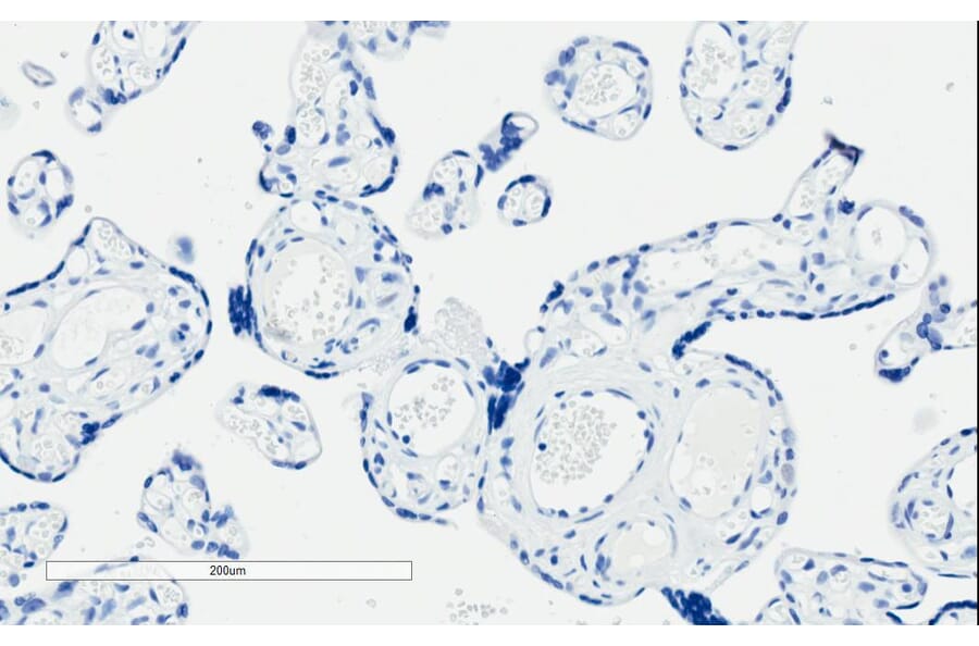 Immunohistochemistry - Anti-PI 3 Kinase Class 2A/Cpk Antibody (A84009) - Antibodies.com