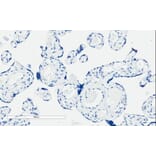 Immunohistochemistry - Anti-PI 3 Kinase Class 2A/Cpk Antibody (A84009) - Antibodies.com