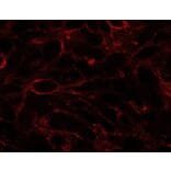 Immunofluorescence - Anti-Dispatched Antibody (A84010) - Antibodies.com