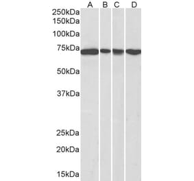 Western Blot - Anti-DDX5 Antibody (A84012) - Antibodies.com
