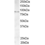 Western Blot - Anti-AKAP3 Antibody (A84013) - Antibodies.com