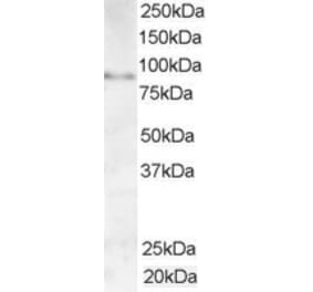 Western Blot - Anti-AKAP3 Antibody (A84013) - Antibodies.com