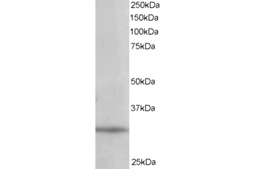 Western Blot - Anti-PITPN Antibody (A84015) - Antibodies.com