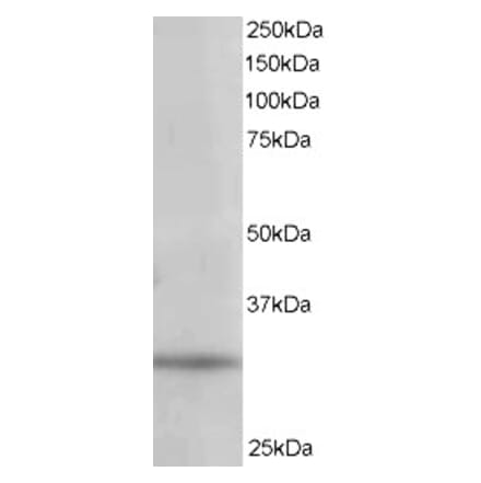 Western Blot - Anti-PITPN Antibody (A84015) - Antibodies.com
