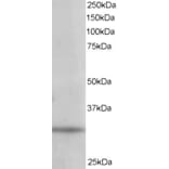 Western Blot - Anti-PITPN Antibody (A84015) - Antibodies.com