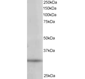 Western Blot - Anti-PITPN Antibody (A84015) - Antibodies.com