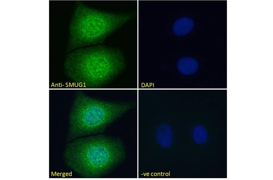 Immunofluorescence - Anti-SMUG1 Antibody (A84016) - Antibodies.com