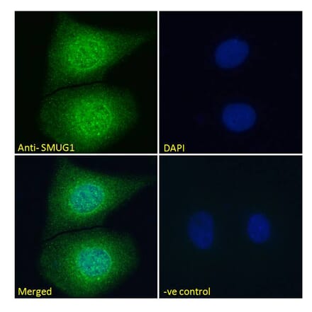 Immunofluorescence - Anti-SMUG1 Antibody (A84016) - Antibodies.com