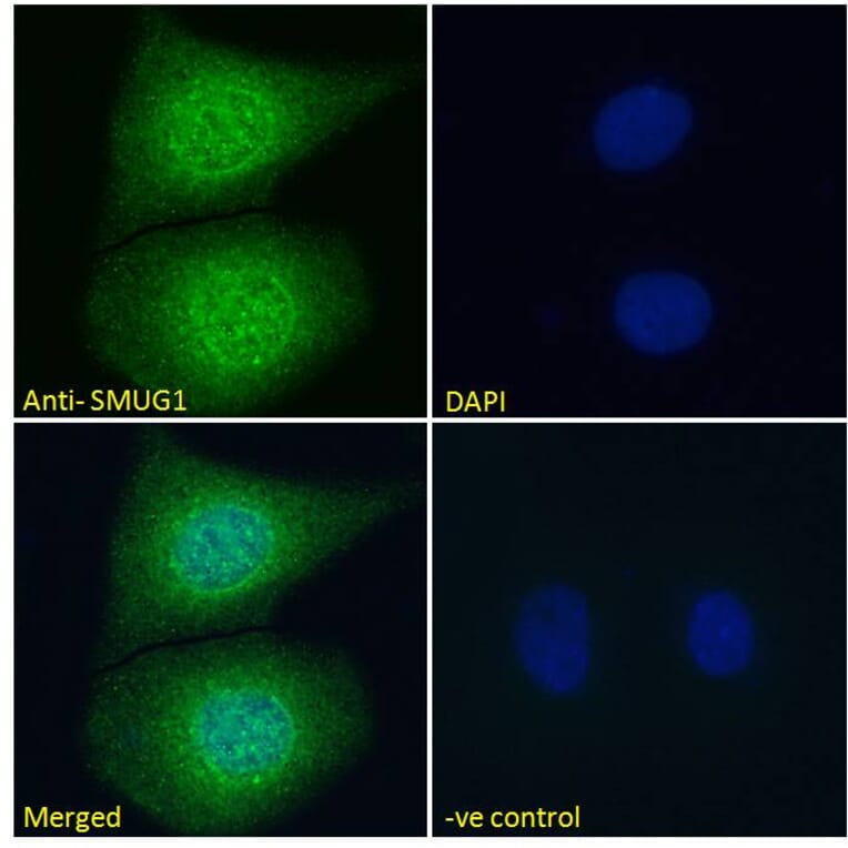 Immunofluorescence - Anti-SMUG1 Antibody (A84016) - Antibodies.com