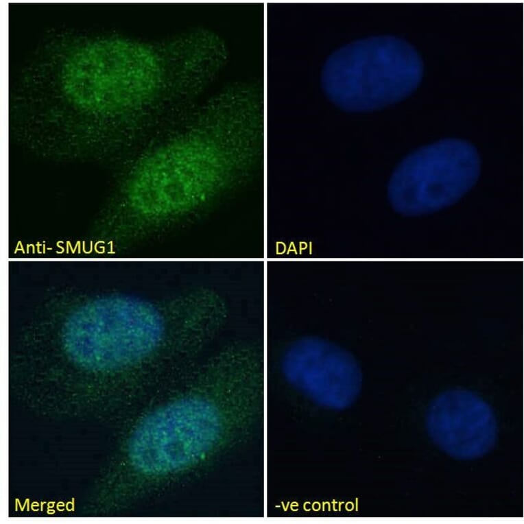 Immunofluorescence - Anti-SMUG1 Antibody (A84016) - Antibodies.com
