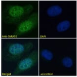 Immunofluorescence - Anti-SMUG1 Antibody (A84016) - Antibodies.com