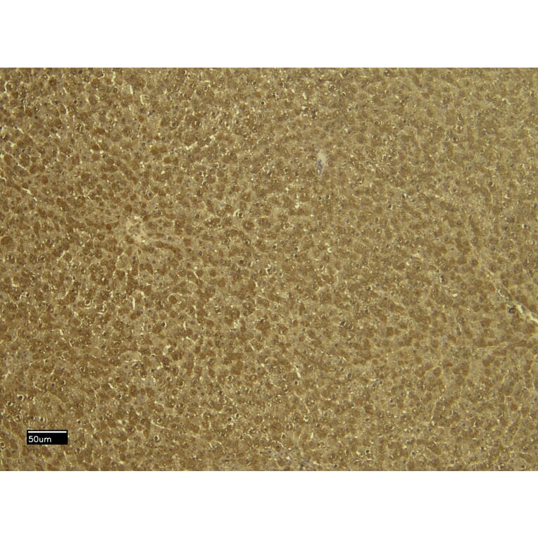 Immunohistochemistry - Anti-VDAC2 Antibody (A84017) - Antibodies.com